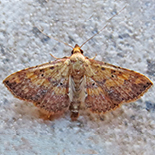 Cerynea thermesialis